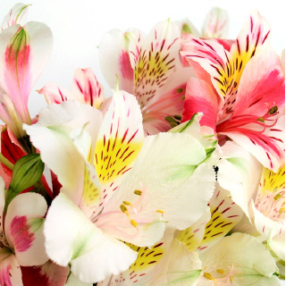 アルストロメリア