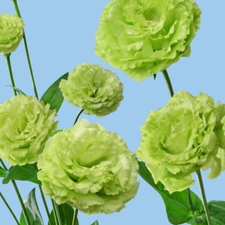 トルコギキョウ